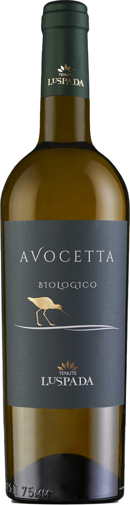 Avocetta Bianca 2023